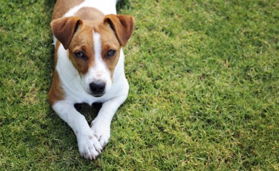 Pourquoi mon chien se gratte ?