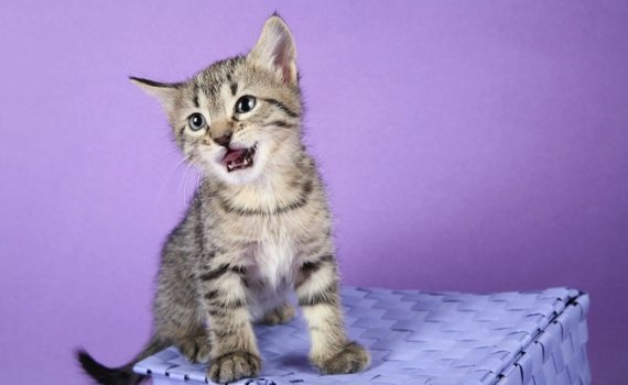 Comment déterminer l'âge d'un chaton