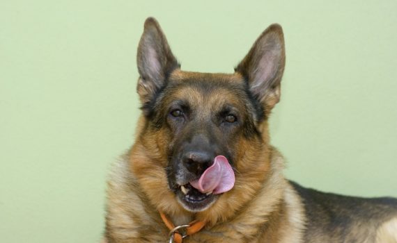 Le chien est carnivore
