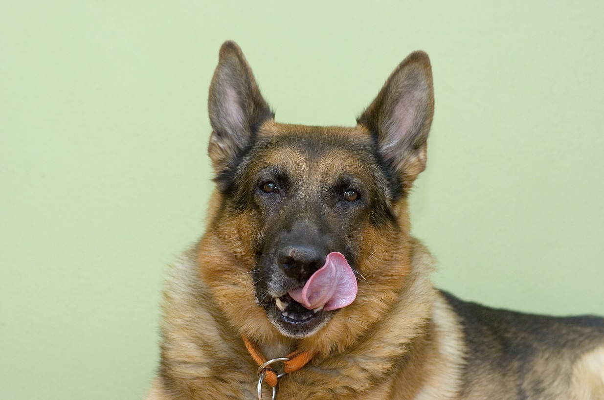 Le chien est carnivore