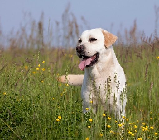 Mon chien s'est fait mordre par une vipère