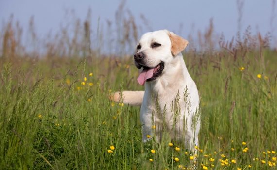 Mon chien s'est fait mordre par une vipère