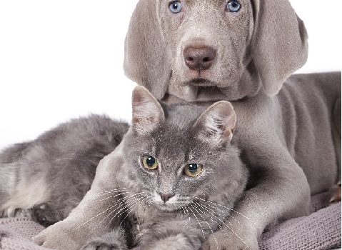 Vers chien chat