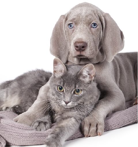 Vers chien chat