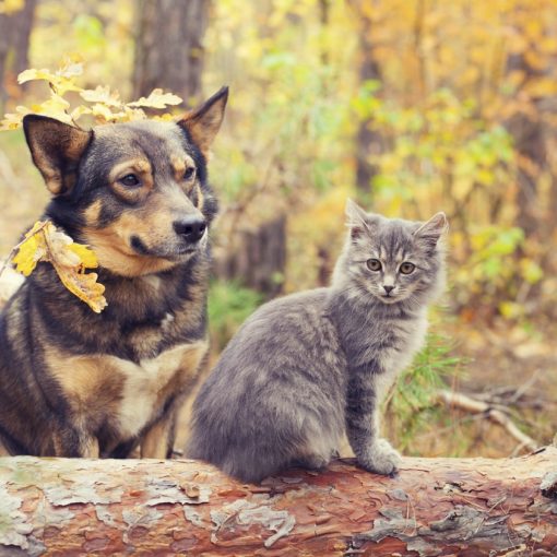 Chien et chat à l'automne
