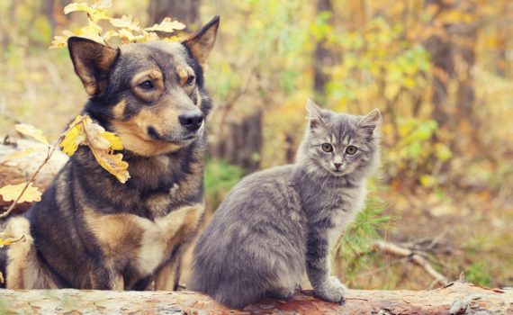 Chien et chat à l'automne