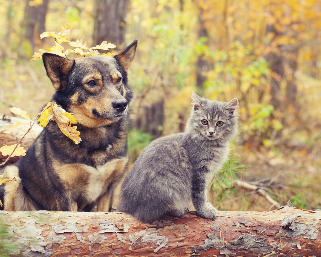 Chien et chat à l'automne