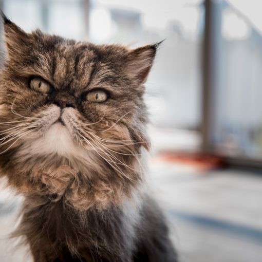 Chat persan