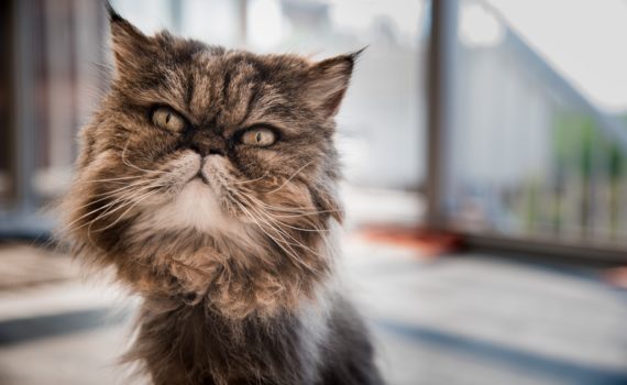 Chat persan