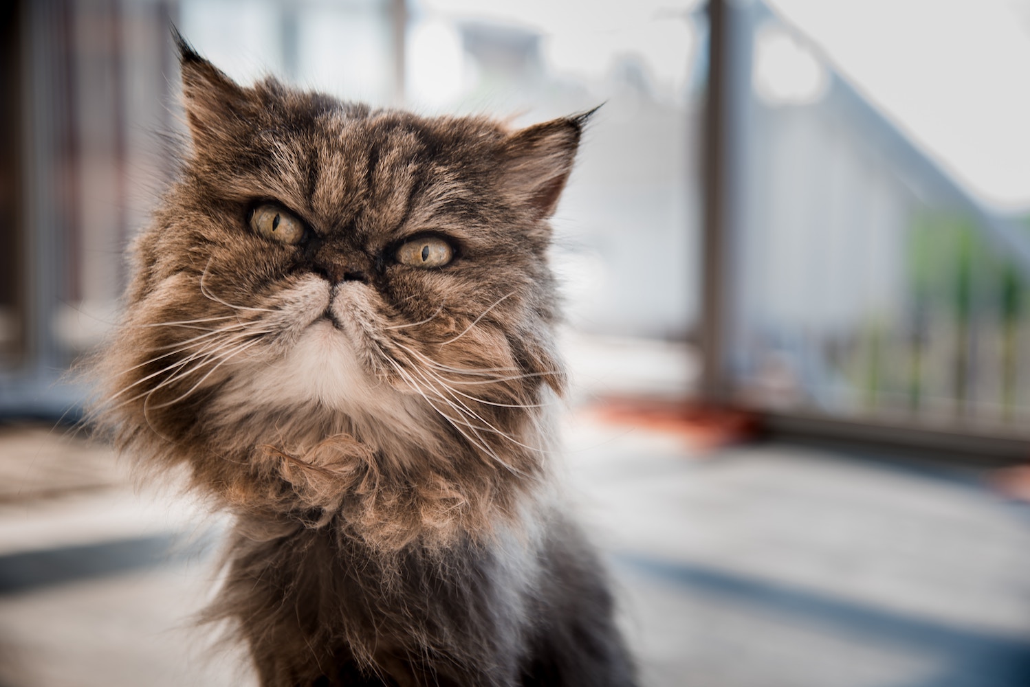 Chat persan
