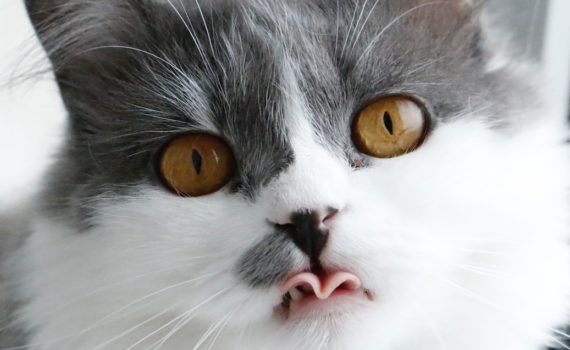 chat qui tire la langue
