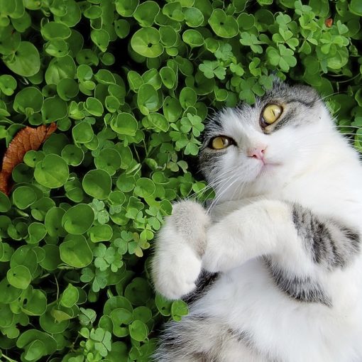 Les maladies transmises par les puces et les tiques chez le chat