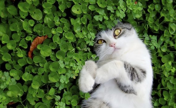 Les maladies transmises par les puces et les tiques chez le chat