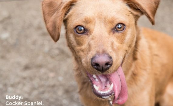 Quelle est la race de mon chien ?
