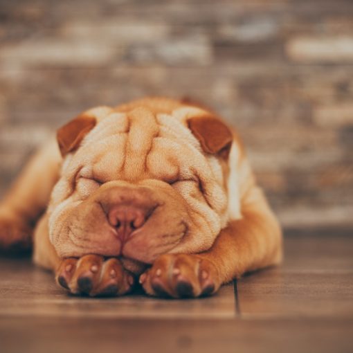 Mon chien a des verrues