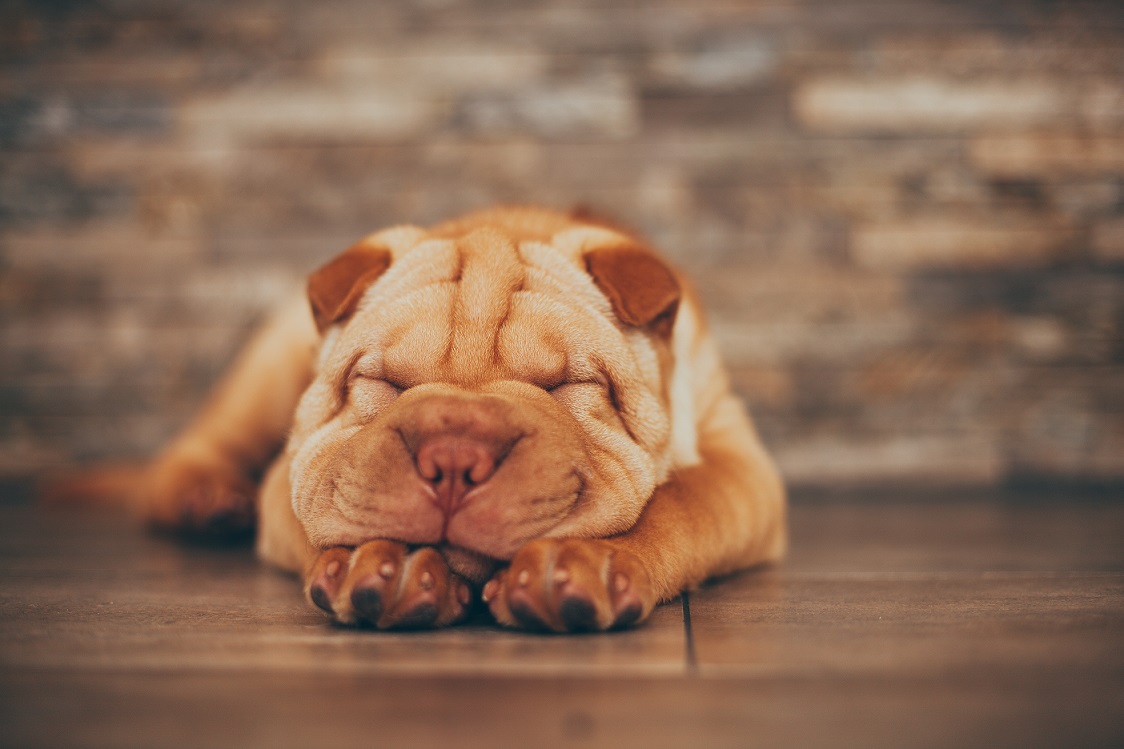 Mon chien a des verrues