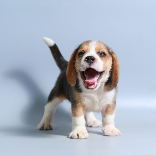 Pourquoi mon chiot pleure?
