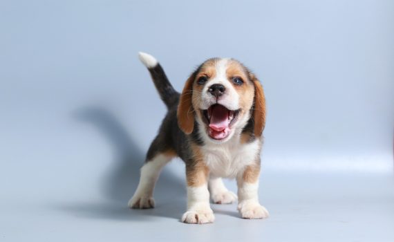 Pourquoi mon chiot pleure?