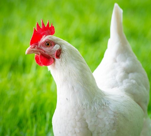 Les poules et la canicule.