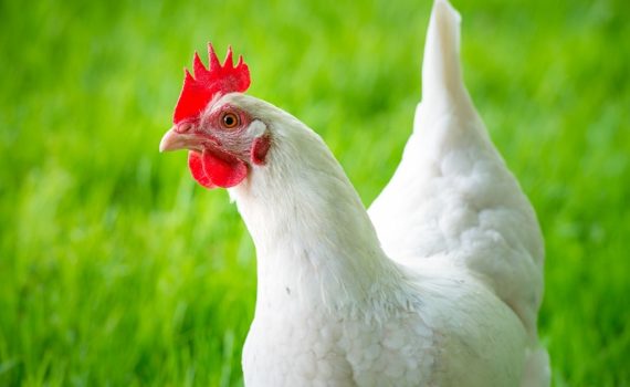 Les poules et la canicule.