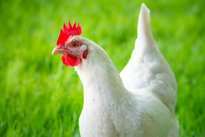 Les poules et la canicule.