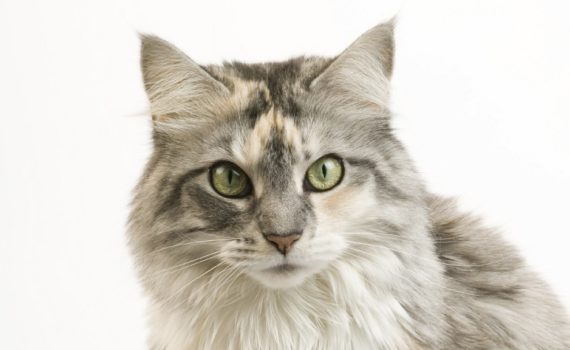 Comment bien brosser son chat?
