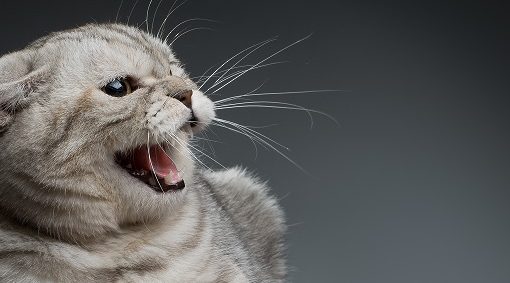 Pourquoi mon chat m'attaque
