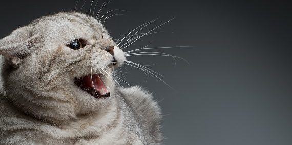 Pourquoi mon chat m'attaque