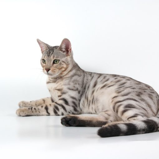 La gestation chez la chatte