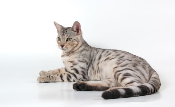 La gestation chez la chatte