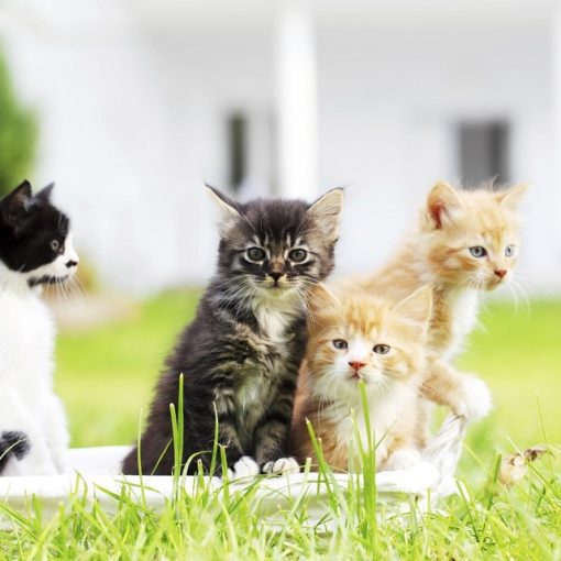 Donner des chatons
