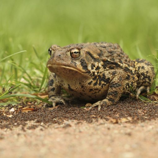 L'envenimation par le venin de crapaud