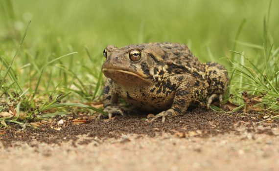 L'envenimation par le venin de crapaud