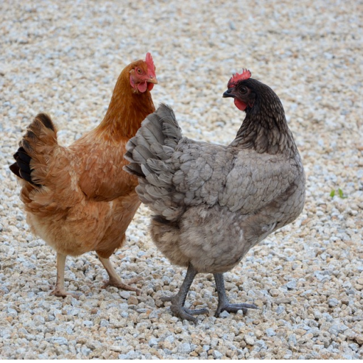 Que faire de mes poules pendant les vacances?