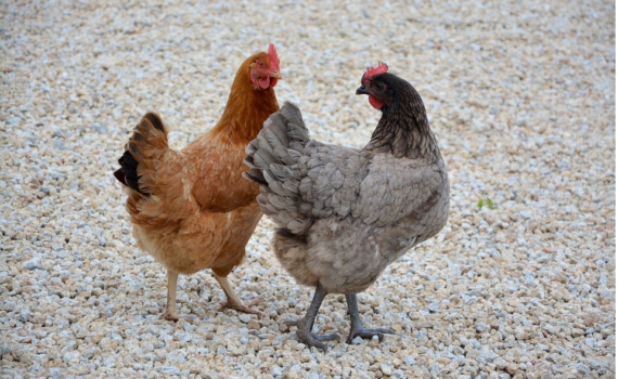 Que faire de mes poules pendant les vacances?