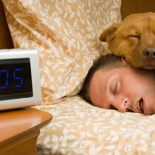 Reprendre le rythme de la rentrée avec votre animal