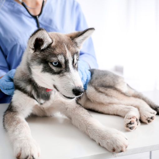 Pourquoi mon chiot n’a qu’un seul testicule ?