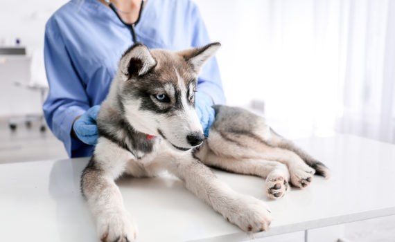 Pourquoi mon chiot n’a qu’un seul testicule ?