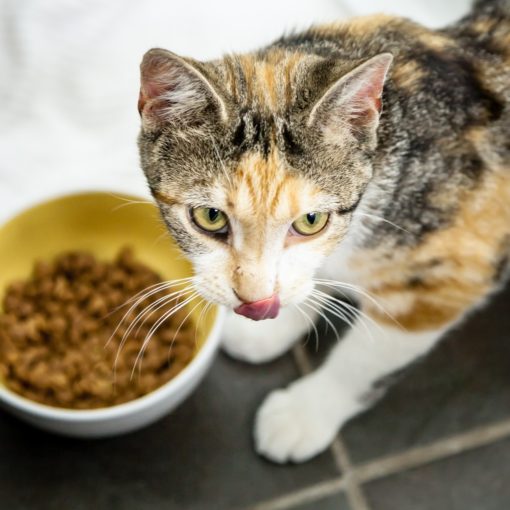 L'alimentation du chat diabétique