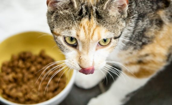 L'alimentation du chat diabétique