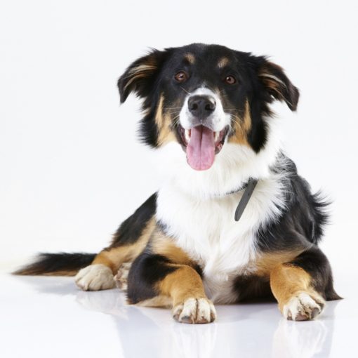 Maladies cardiaques congénitales chez le chien