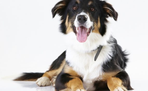 Maladies cardiaques congénitales chez le chien