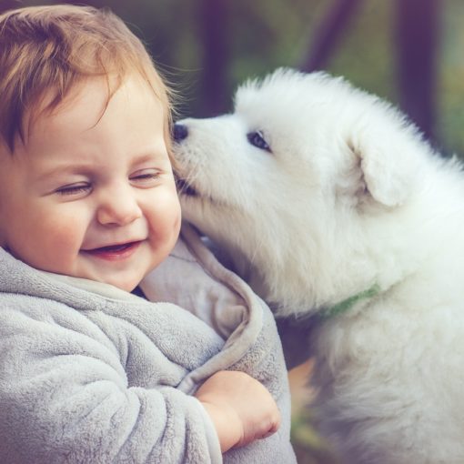 Les bienfaits des animaux de compagnie