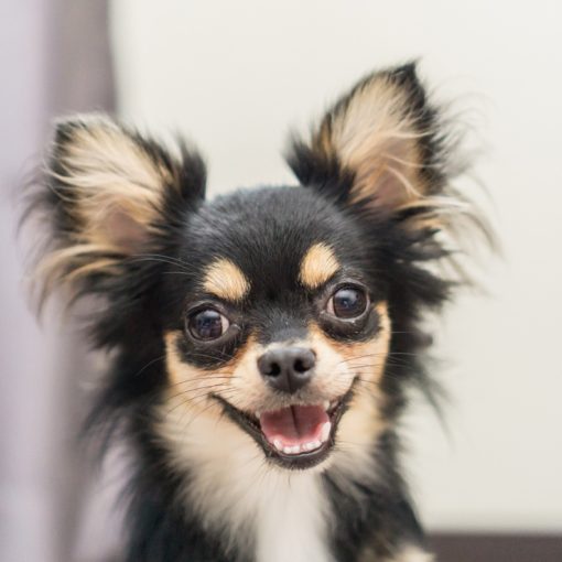 Votre chien n'est pas un loup !