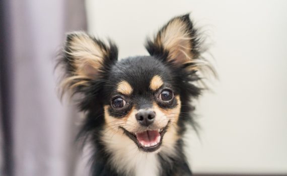 Votre chien n'est pas un loup !