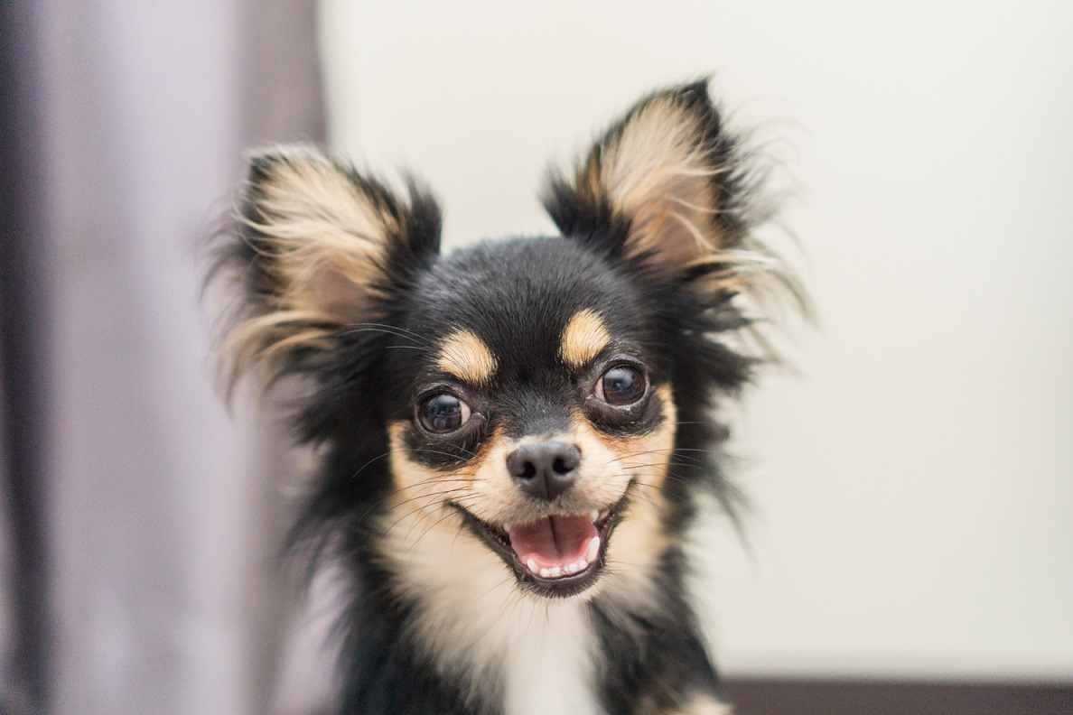 Votre chien n'est pas un loup !