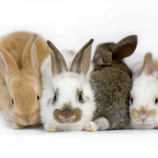 Coryza et pasteurellose chez le lapin