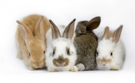 Coryza et pasteurellose chez le lapin