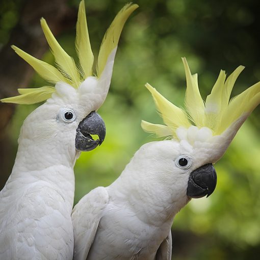 Le prolapsus cloacal chez les oiseaux