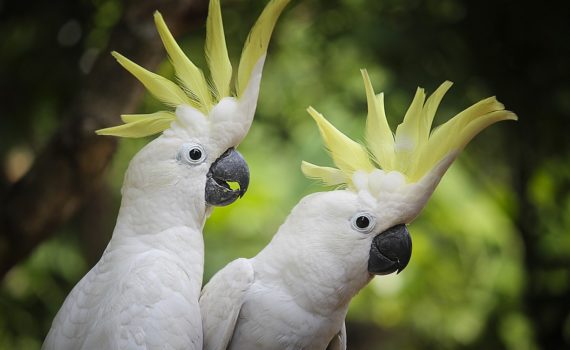 Le prolapsus cloacal chez les oiseaux